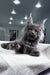 Lusien | Polydactyl Maine Coon Kitten