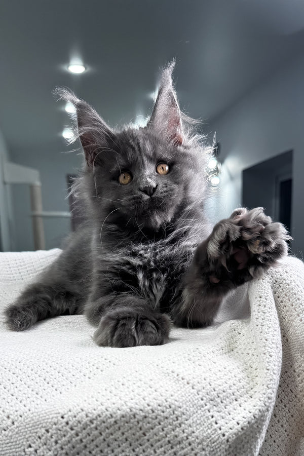 Lusien | Polydactyl Maine Coon Kitten
