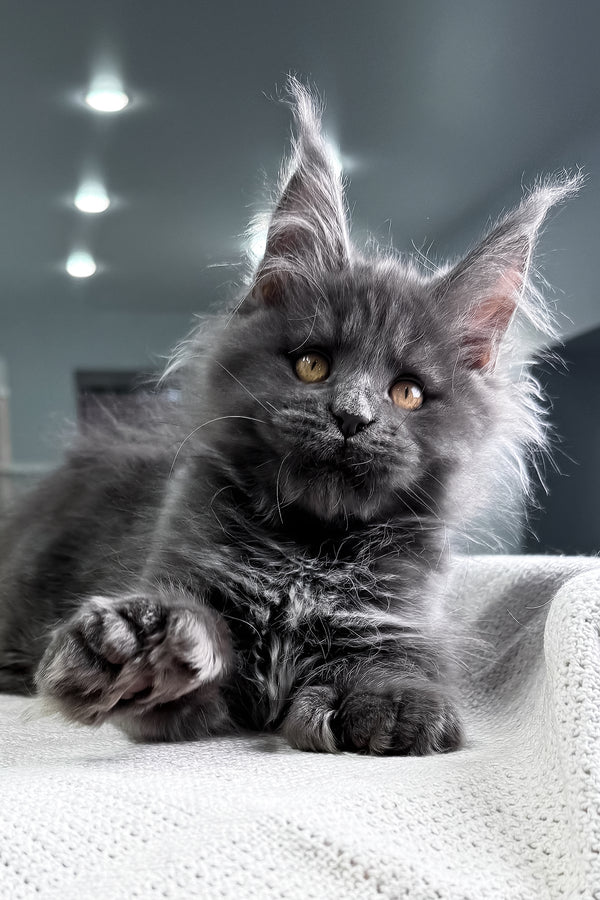 Lusien | Polydactyl Maine Coon Kitten