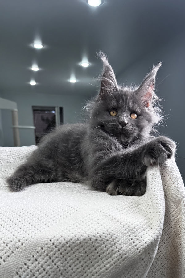 Lusien | Polydactyl Maine Coon Kitten