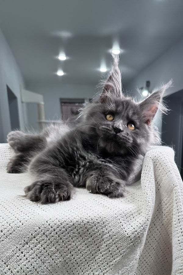 Lusien | Polydactyl Maine Coon Kitten