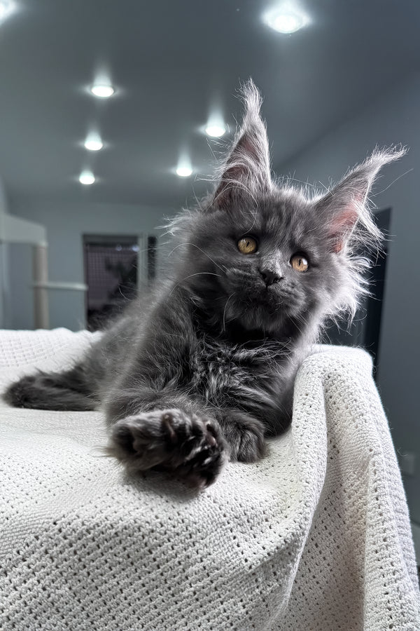 Lusien | Polydactyl Maine Coon Kitten