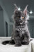 Lusien | Polydactyl Maine Coon Kitten