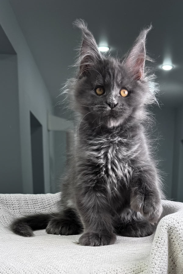 Lusien | Polydactyl Maine Coon Kitten