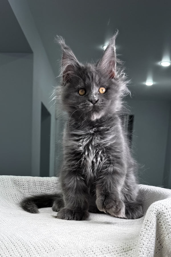 Lusien | Polydactyl Maine Coon Kitten