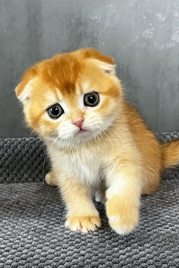 Nefertiti | Scottish Fold Kitten