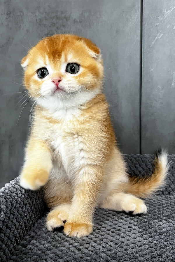 Nefertiti | Scottish Fold Kitten