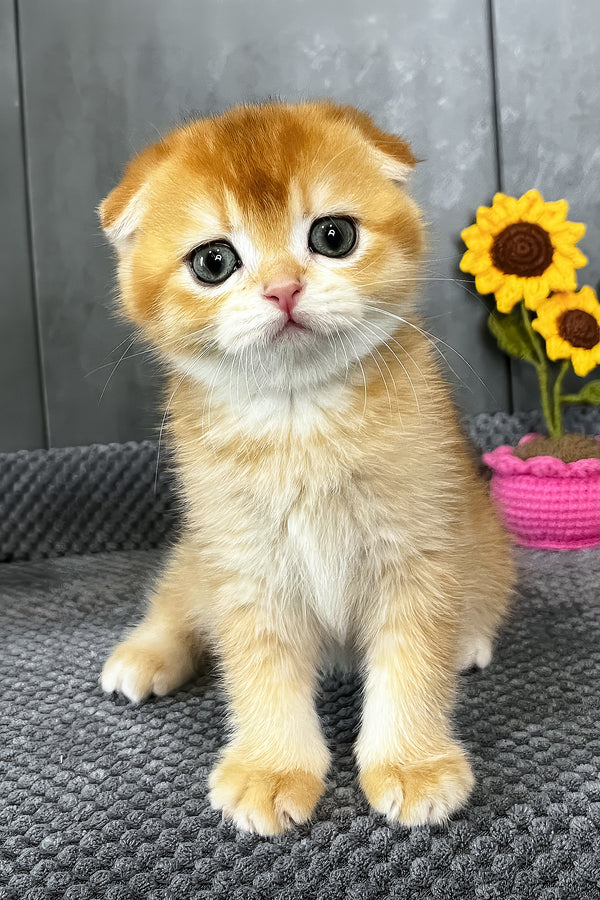 Nefertiti | Scottish Fold Kitten