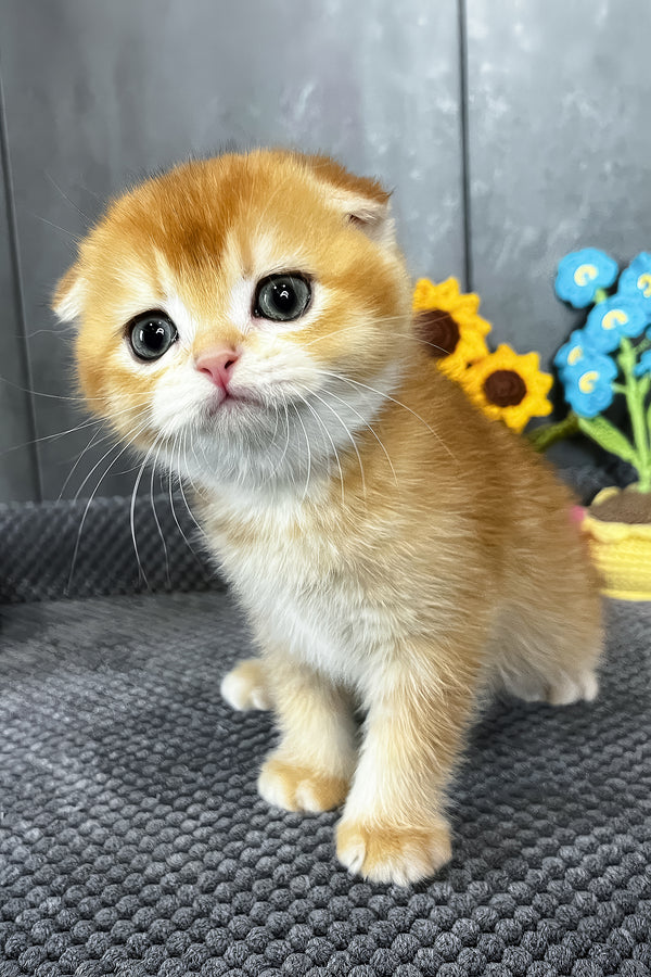 Nefertiti | Scottish Fold Kitten