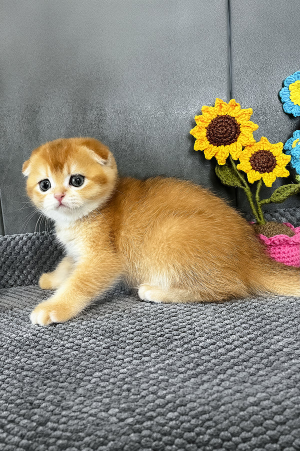 Nefertiti | Scottish Fold Kitten