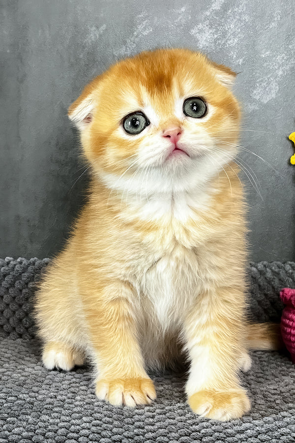 Nefertiti | Scottish Fold Kitten