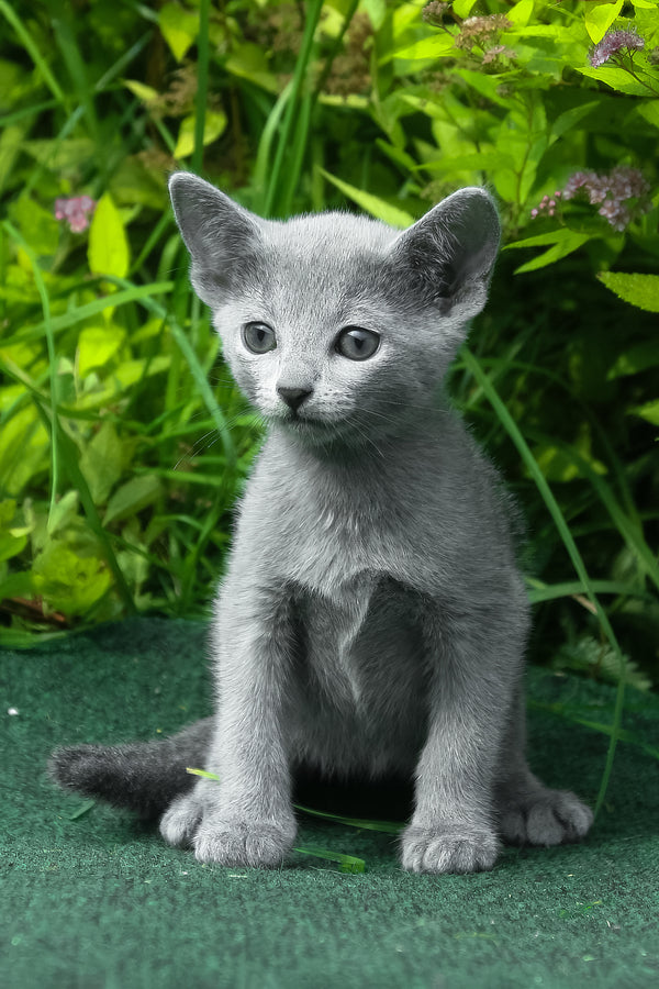 Nord | Russian Blue Kitten