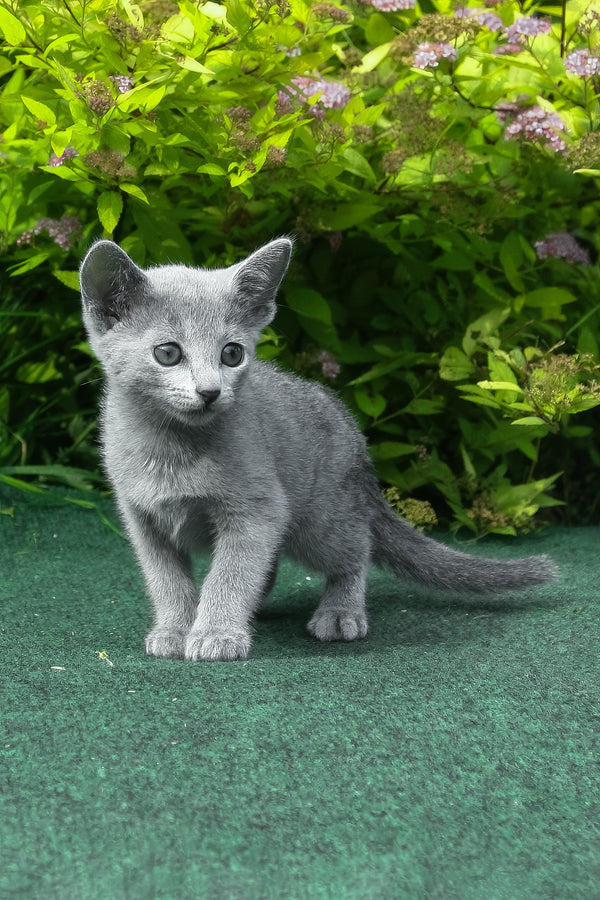 Nord | Russian Blue Kitten