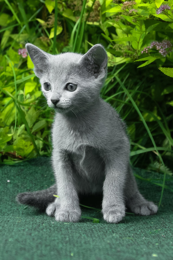 Nord | Russian Blue Kitten