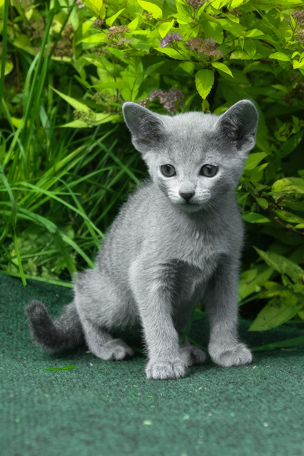 Nord | Russian Blue Kitten