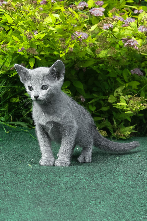 Nord | Russian Blue Kitten