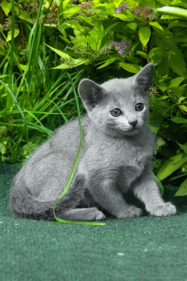 Nord | Russian Blue Kitten