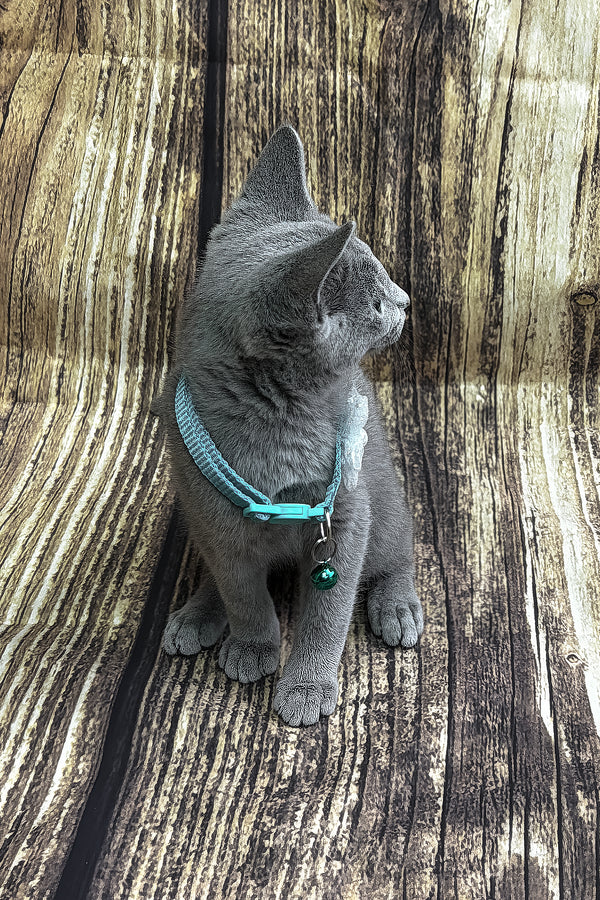 Orlando | Russian Blue Kitten