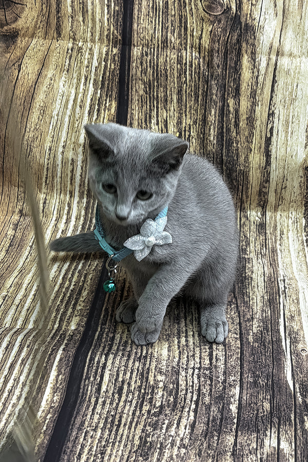 Orlando | Russian Blue Kitten