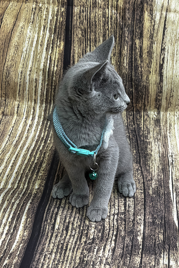 Orlando | Russian Blue Kitten