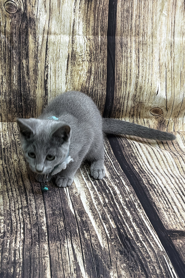 Orlando | Russian Blue Kitten
