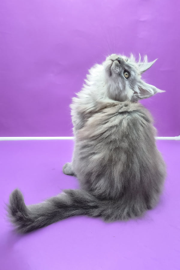 Quim | Maine Coon Kitten