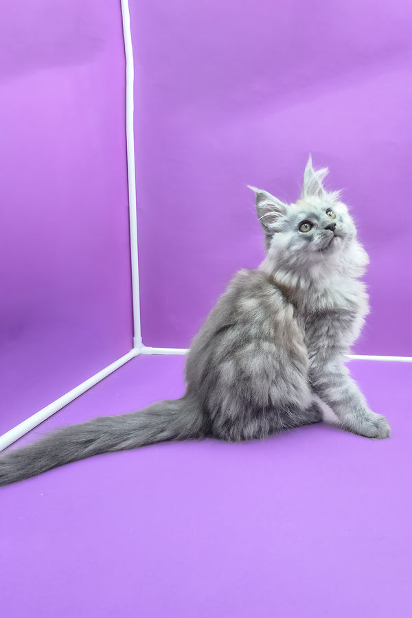 Quim | Maine Coon Kitten