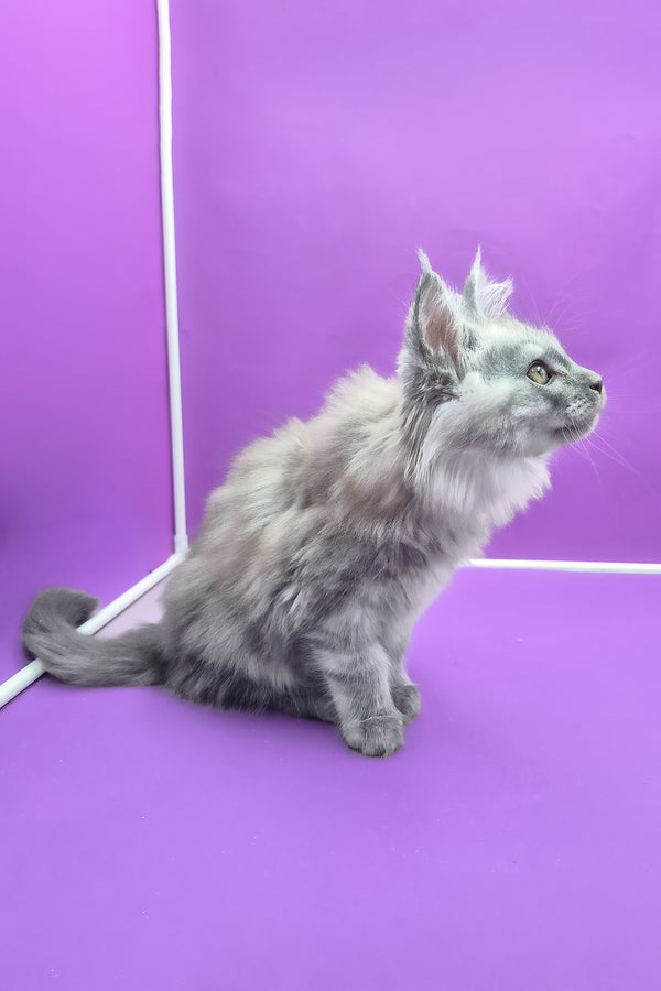 Quim | Maine Coon Kitten