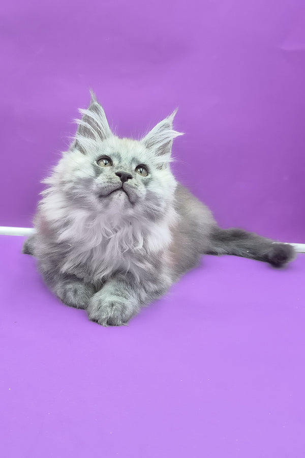 Quim | Maine Coon Kitten