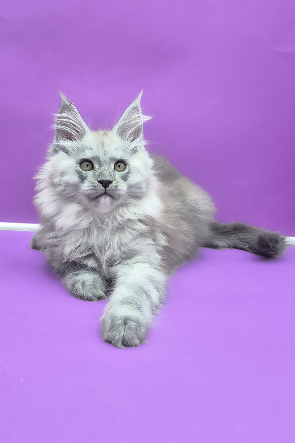Quim | Maine Coon Kitten