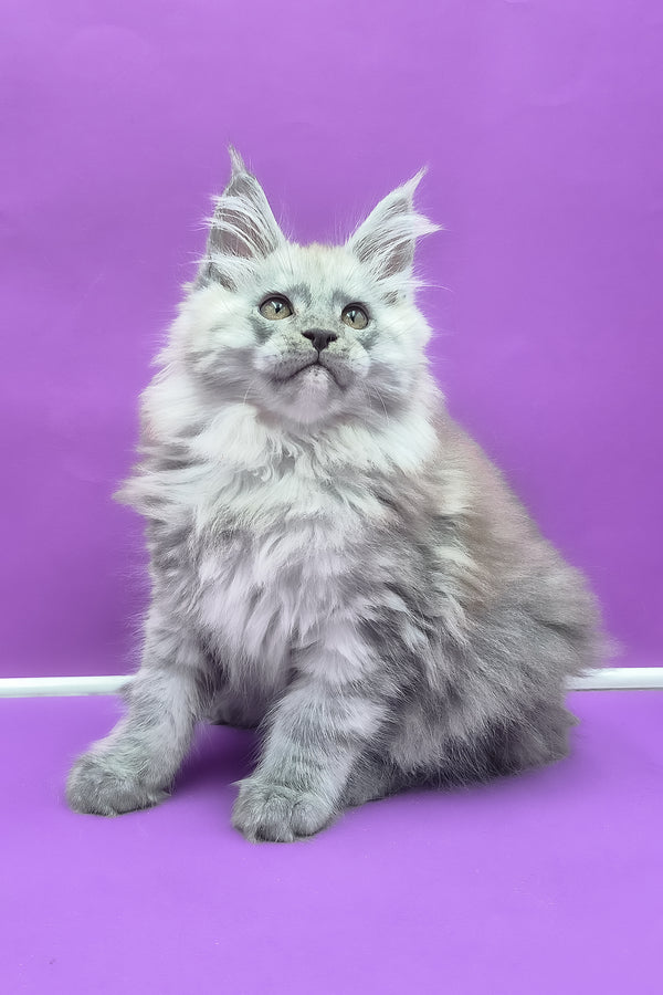 Quim | Maine Coon Kitten