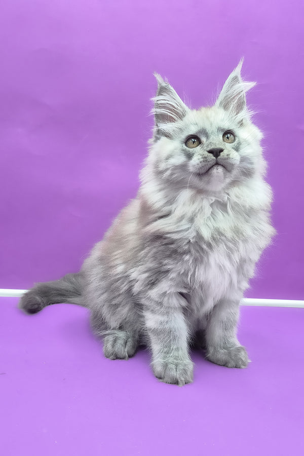 Quim | Maine Coon Kitten