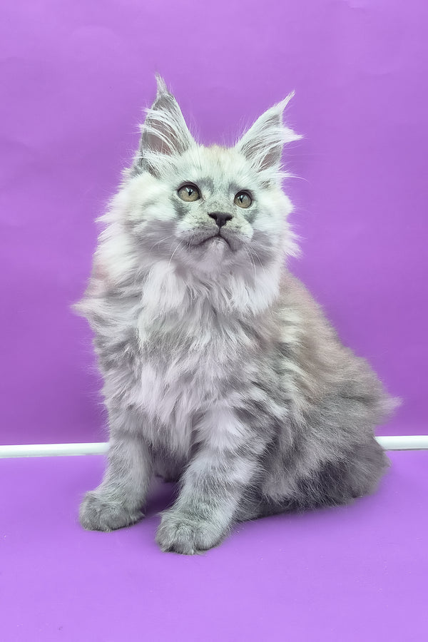 Quim | Maine Coon Kitten