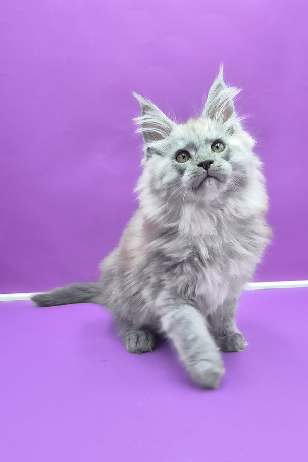 Quim | Maine Coon Kitten