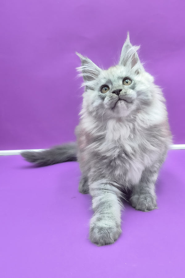 Quim | Maine Coon Kitten