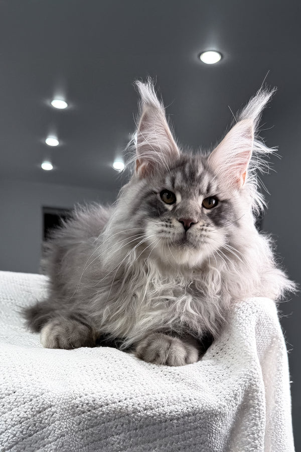 Sharon | Maine Coon Kitten