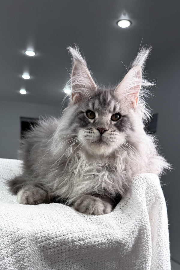 Sharon | Maine Coon Kitten