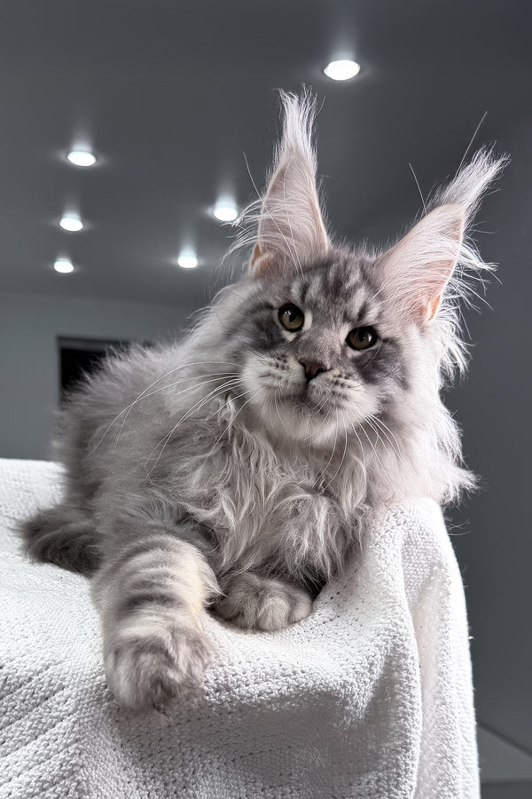 Sharon | Maine Coon Kitten
