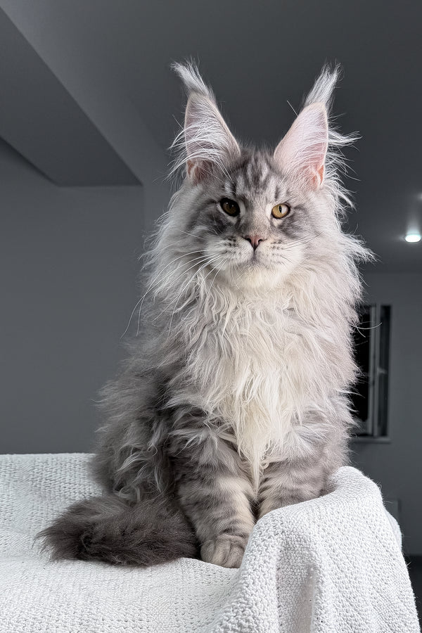 Sharon | Maine Coon Kitten