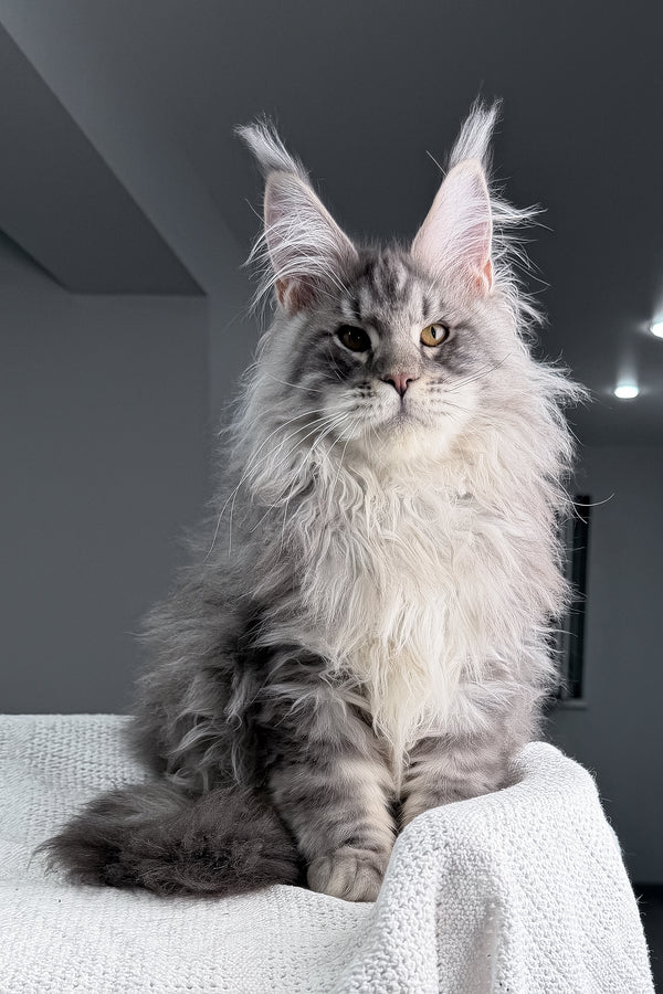 Sharon | Maine Coon Kitten