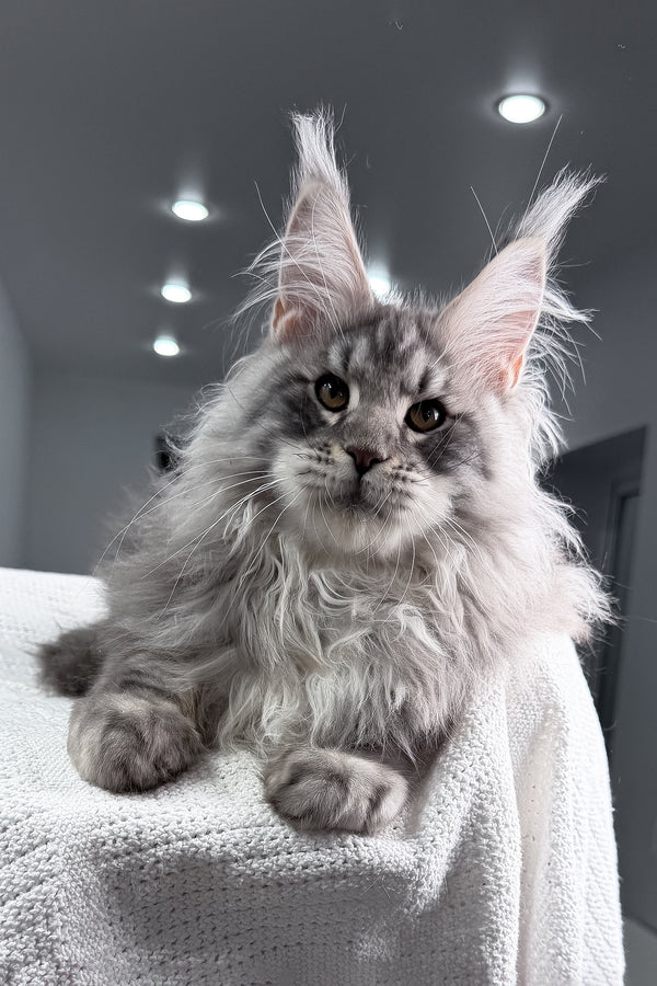 Sharon | Maine Coon Kitten