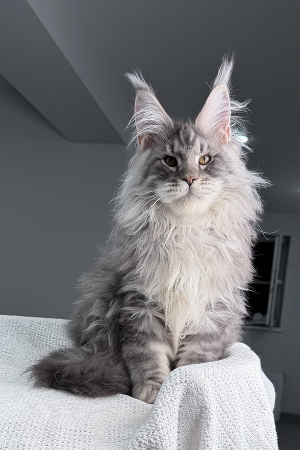 Sharon | Maine Coon Kitten