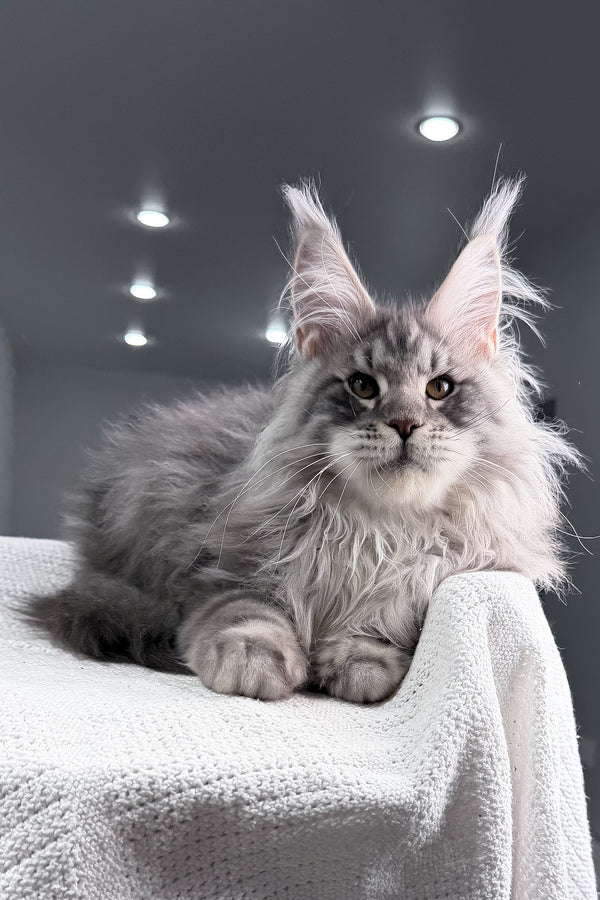 Sharon | Maine Coon Kitten