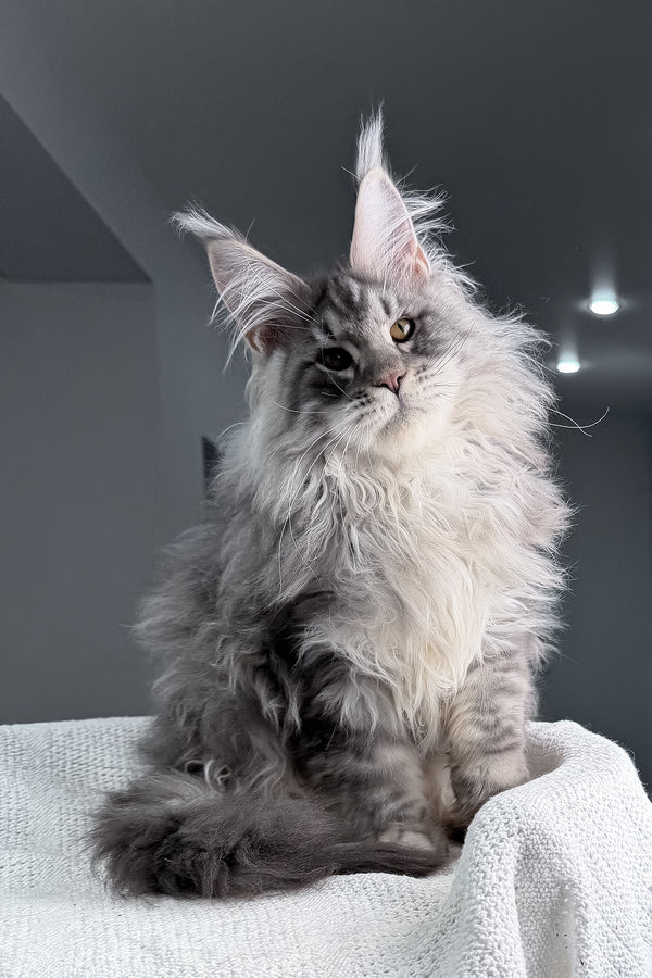 Sharon | Maine Coon Kitten