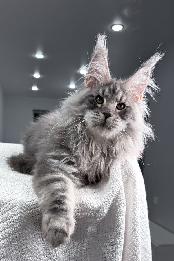 Sharon | Maine Coon Kitten