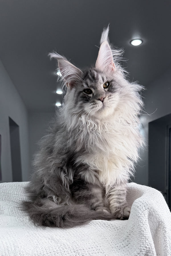 Sharon | Maine Coon Kitten