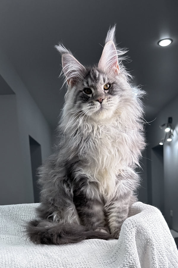 Sharon | Maine Coon Kitten