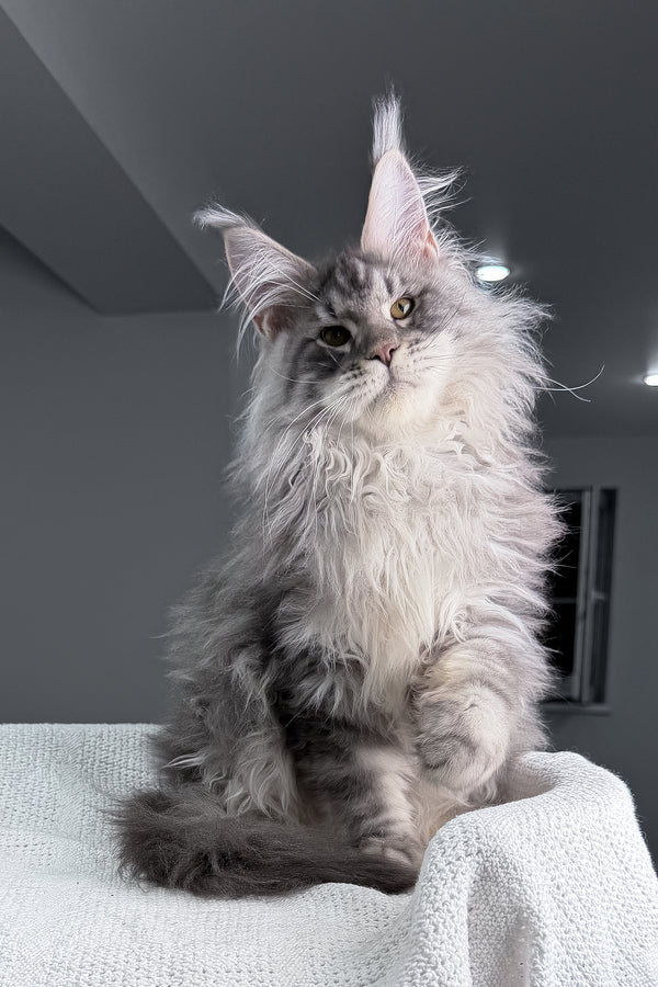 Sharon | Maine Coon Kitten