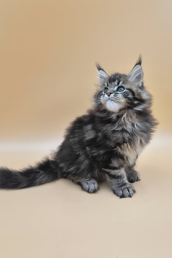 Syrko | Maine Coon Kitten