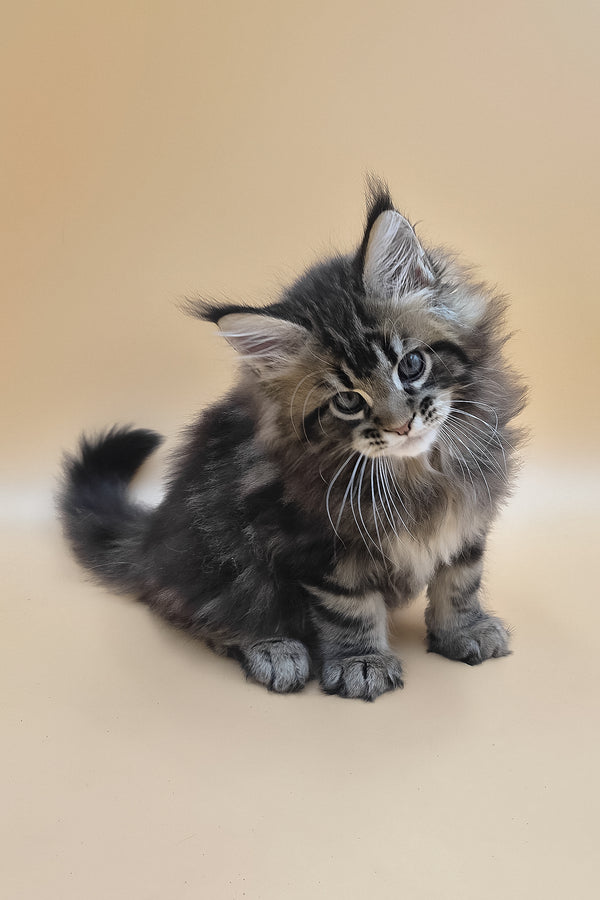 Syrko | Maine Coon Kitten